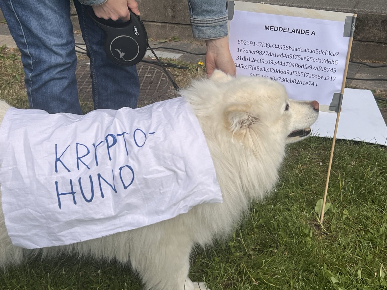 Bild: Hunden Leia som sniffar på krypterade medddelanden